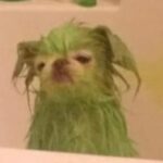 The Gunch, a meme of a small wet dog that appears to have been dyed green.
